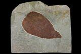 Fossil Leaf (Ficus) - Montana #120816-1